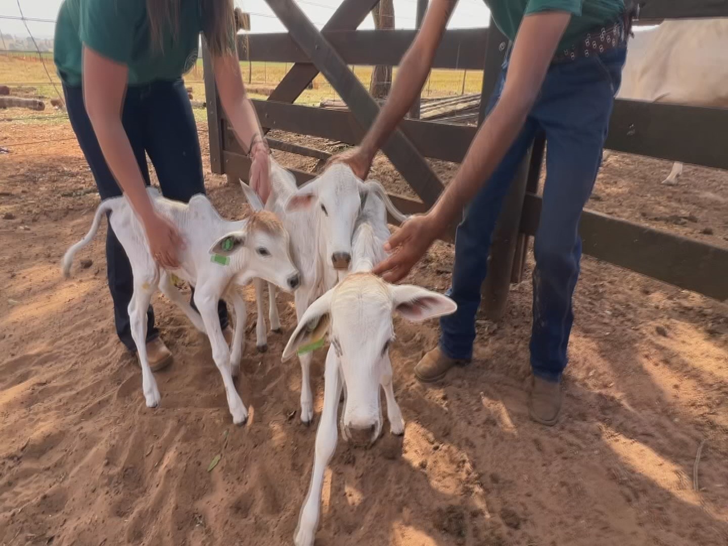 Vaca nelore tem parto raro de quadrigêmeos viáveis - Imagem do artigo original